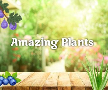4th-8th Amazing Plants 2024